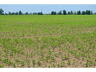 Property photo 125 - LAND AUCTION - 700+/- ACRES OFFERED IN 16 TRACTS IN ALLEN COUNTY, INDIANA